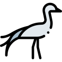 animals,wildlife,nature,animal kingdom,bird,fauna,blue crane